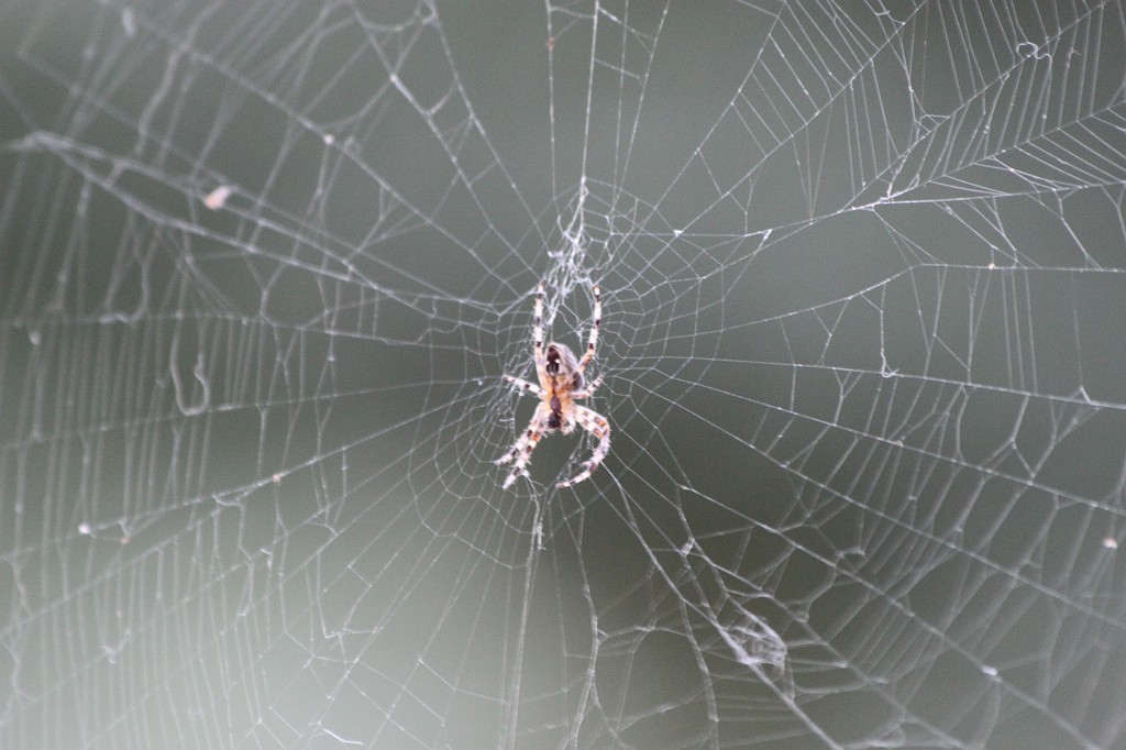 IMG_7763.JPG - Spider & Net