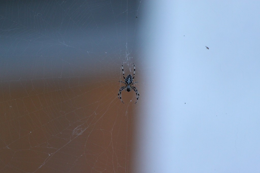IMG_7764.JPG - Spider & Net