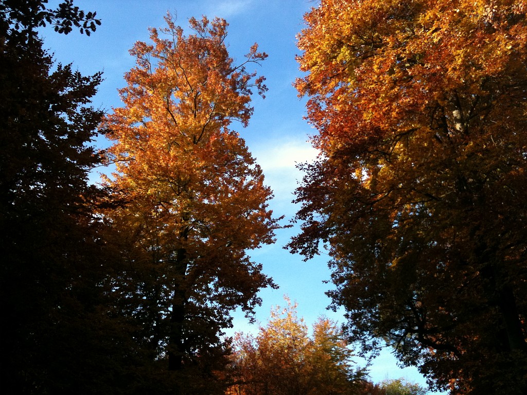 IMG_0162.JPG - Colored trees in the wood