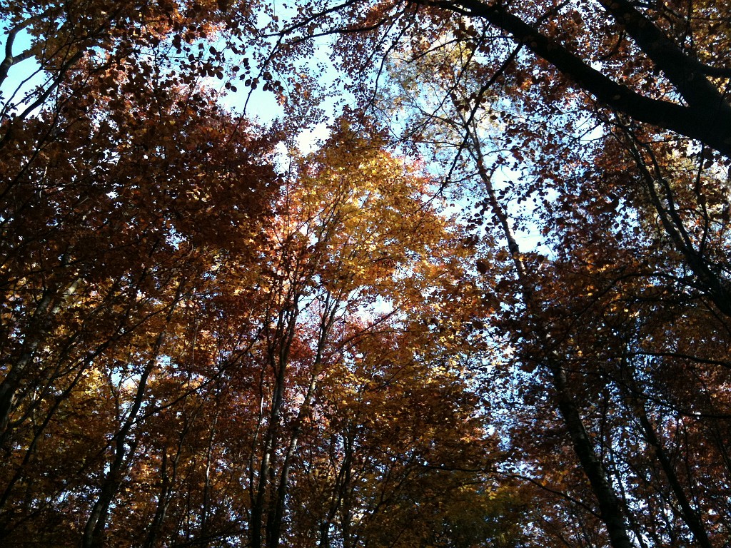 IMG_0174.JPG - Colored trees in the wood