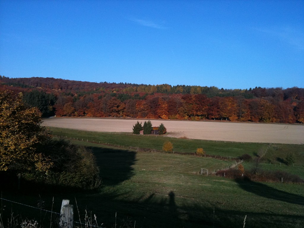 IMG_0177.JPG - Autumn Forest