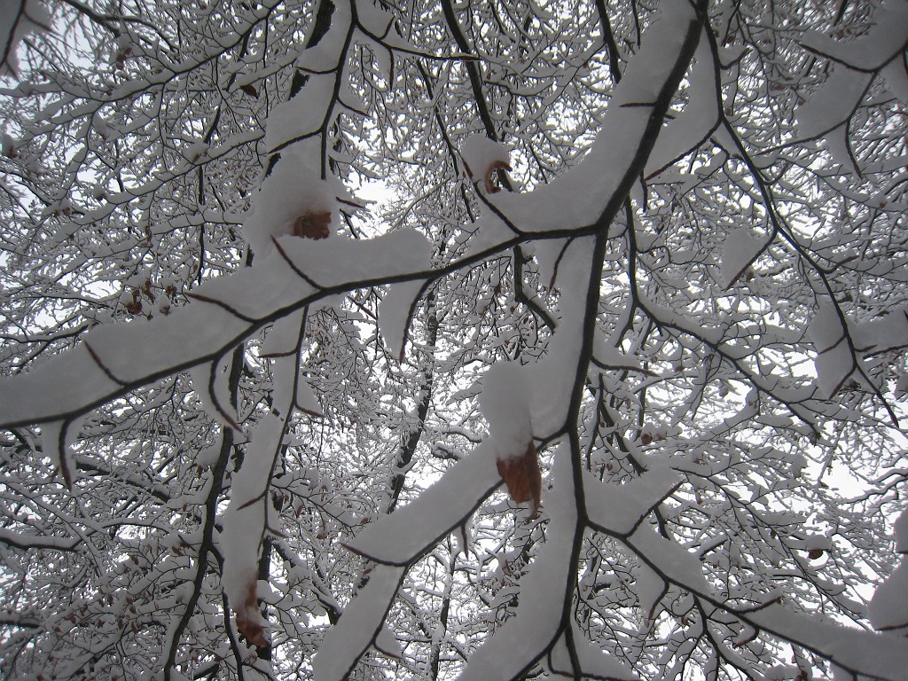 IMG_6589.JPG - Winter around Neu-Anspach