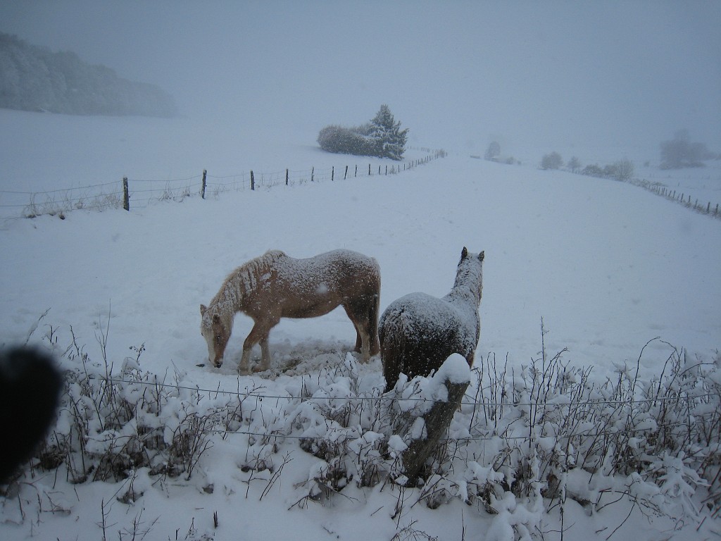 IMG_6598.JPG - Winter around Neu-Anspach