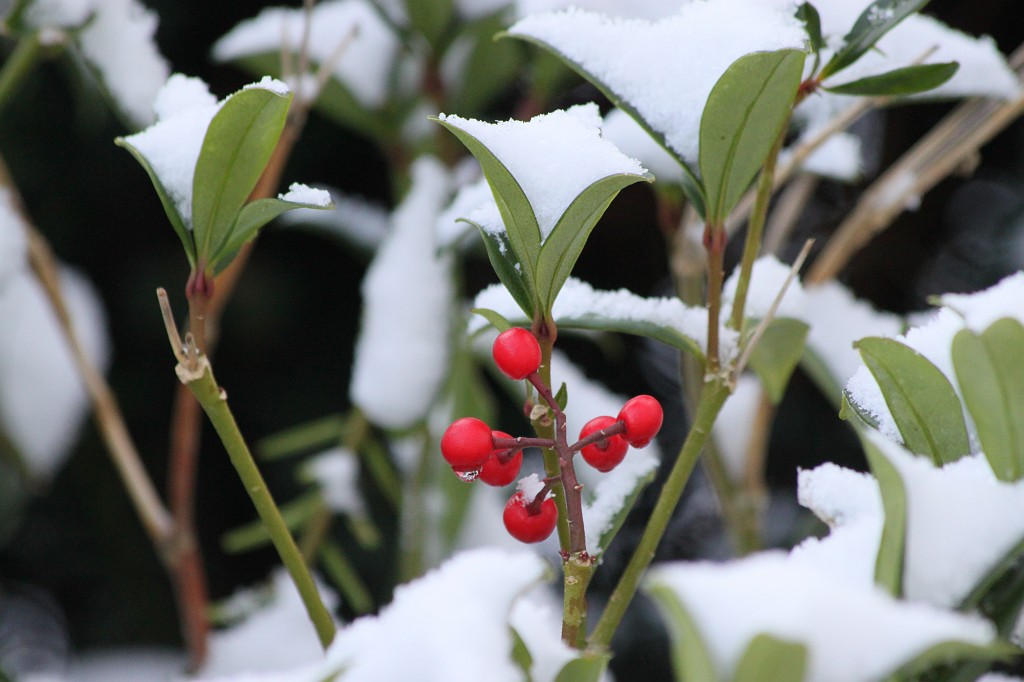 IMG_8646.JPG - Fresh snow