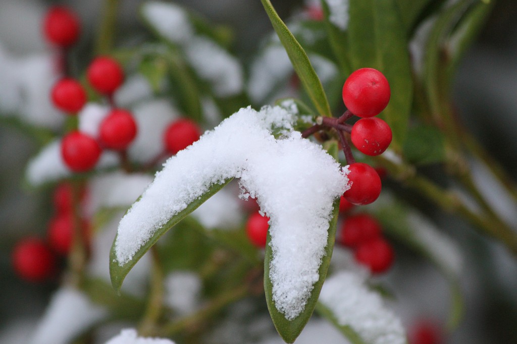 IMG_8648.JPG - Fresh snow