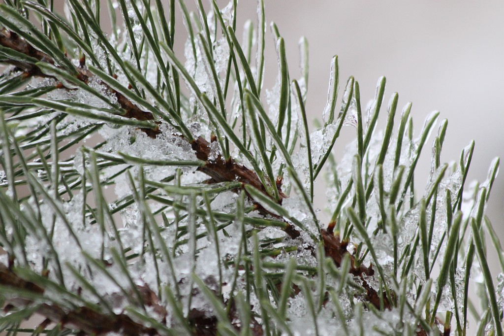 IMG_8819.JPG - Winter in Anspach