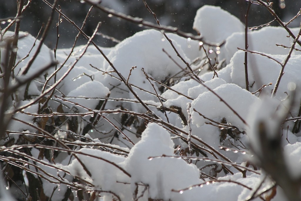 IMG_8829.JPG - Lots of melting and refreezing snow on the trees