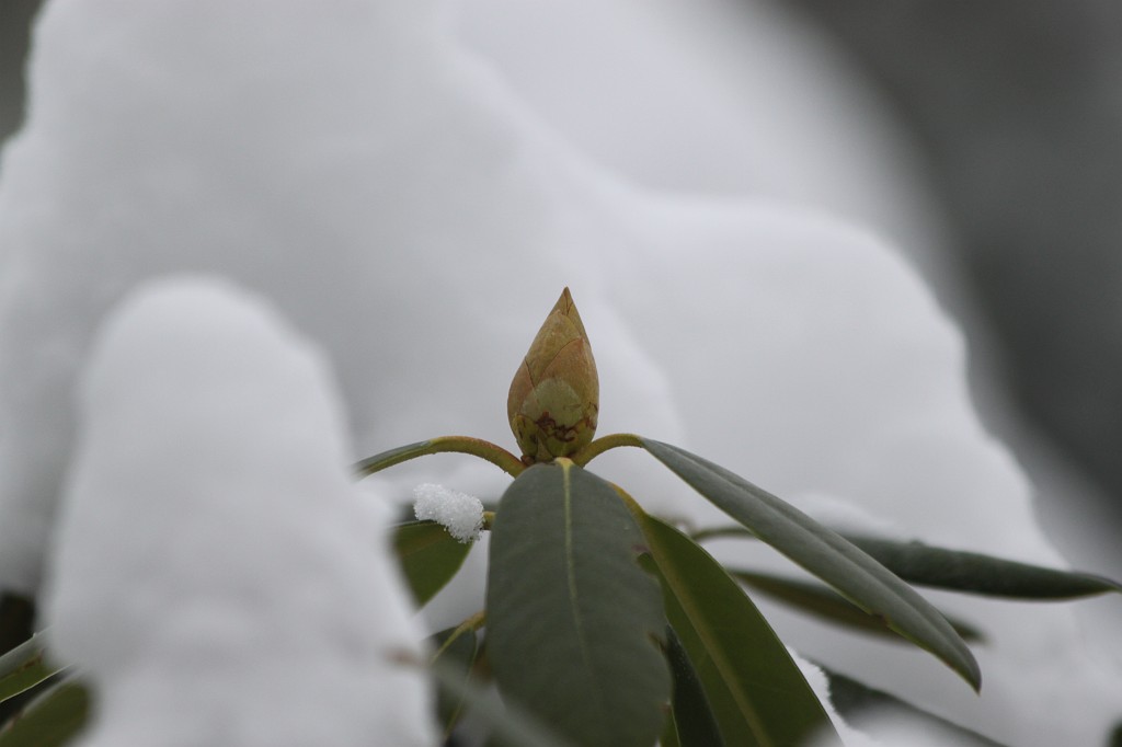 IMG_8858.JPG - Bud and snow