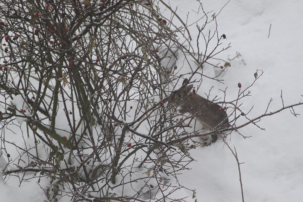 IMG_9039.JPG - Rabbit in the snow
