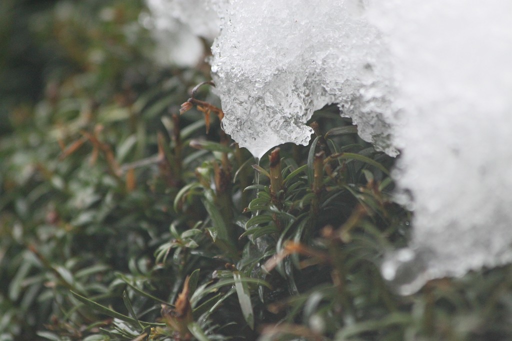 IMG_9761.JPG - Snow melting away