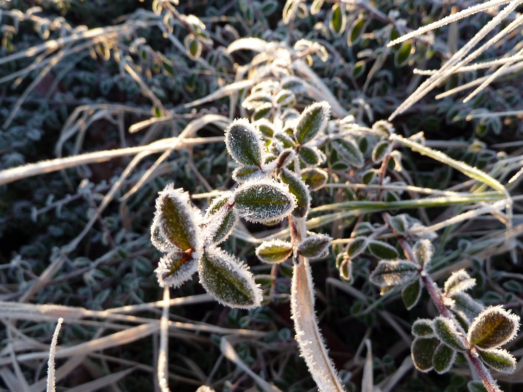 P1020288.JPG - Hoar frost