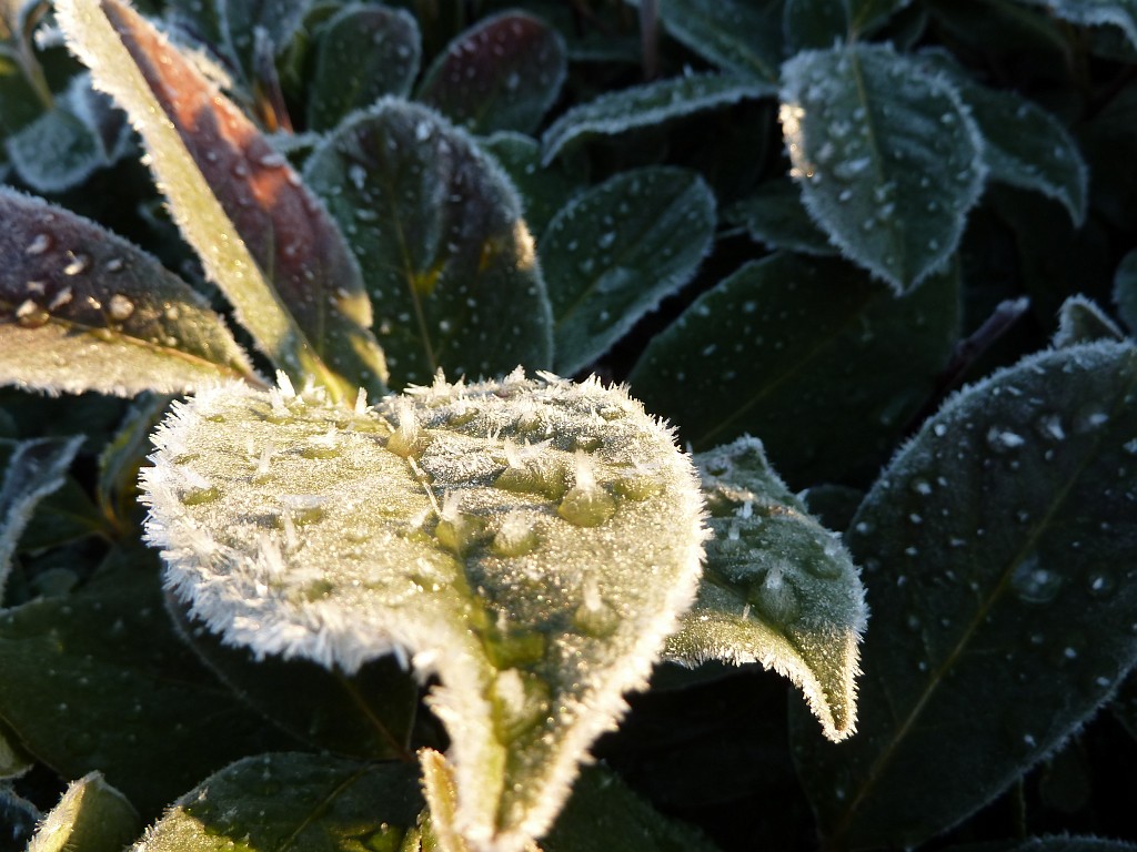 P1020294.JPG - Hoar frost