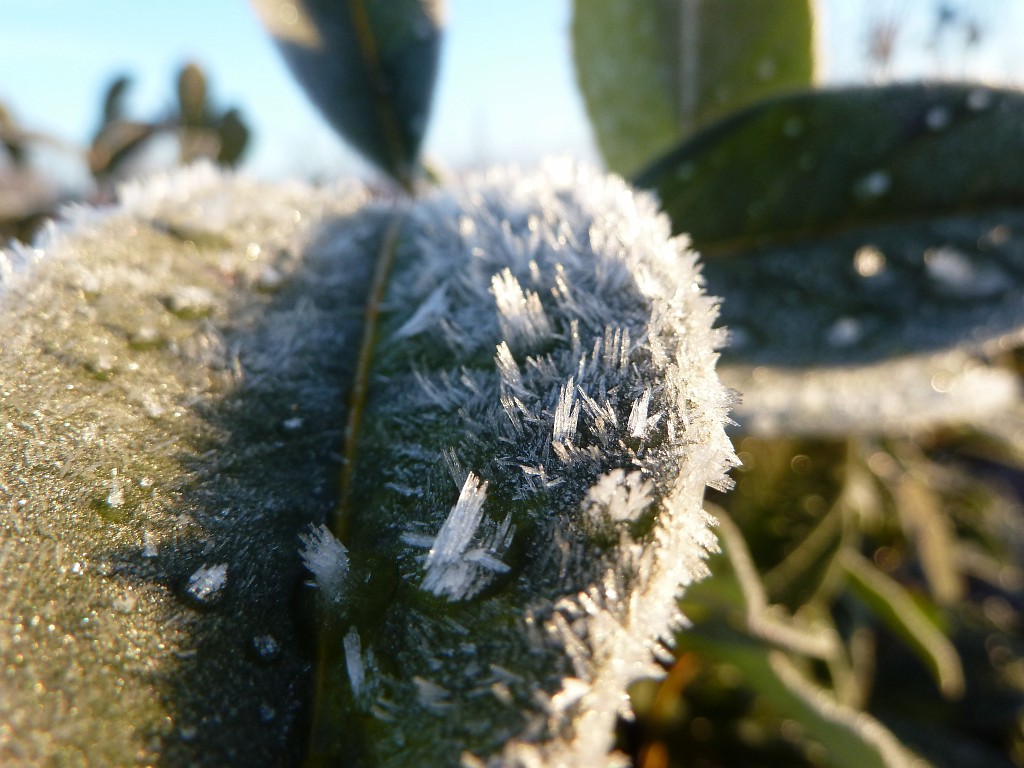 P1020298.JPG - Hoar frost