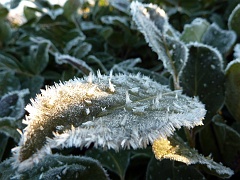 Hoar frost