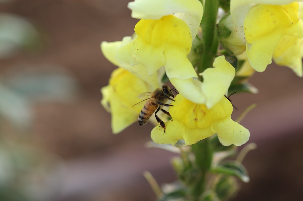 IMG_0141.JPG - Flower & Bee