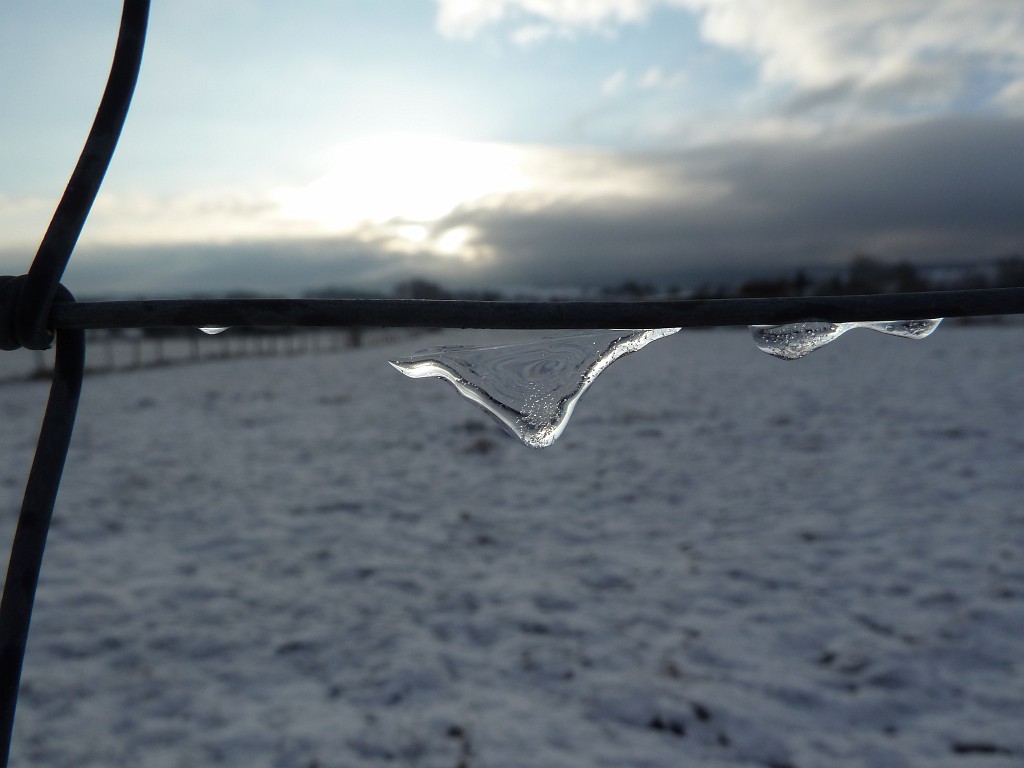 P1020420.JPG - Ice on the fence
