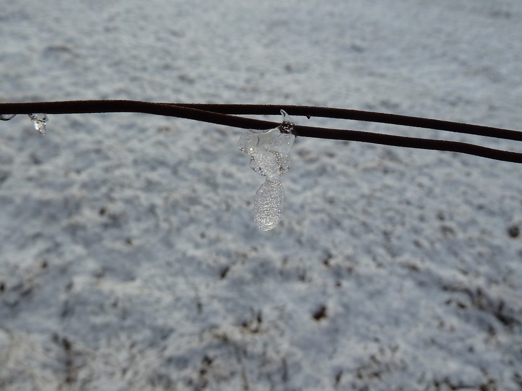 P1020425.JPG - Ice on the fence