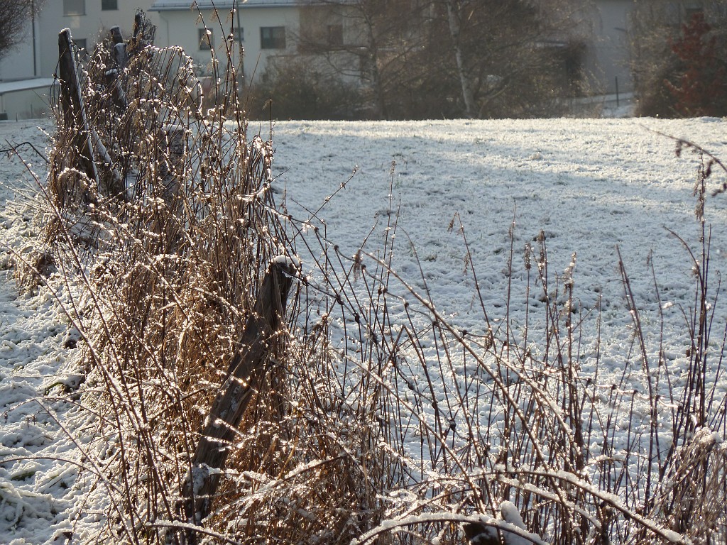 P1020442.JPG - Glittering Ice