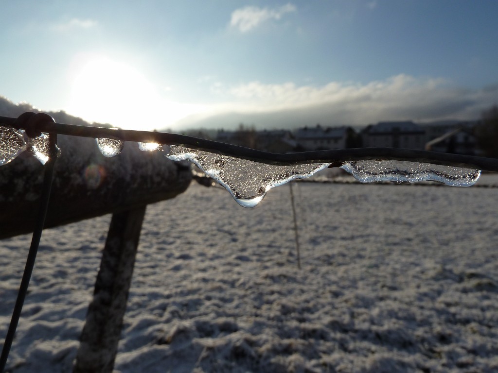 P1020455.JPG - Ice on the fence