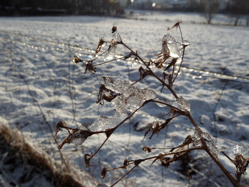 P1020458.JPG - Icy morning