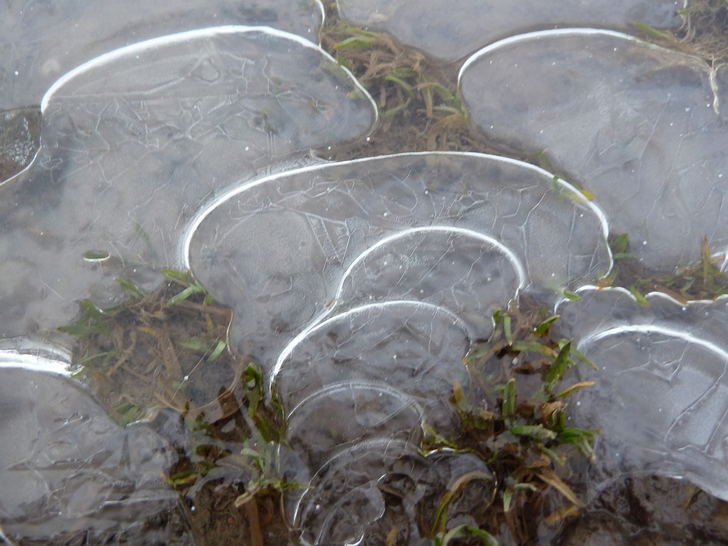 P1020477.JPG - Frozen puddle