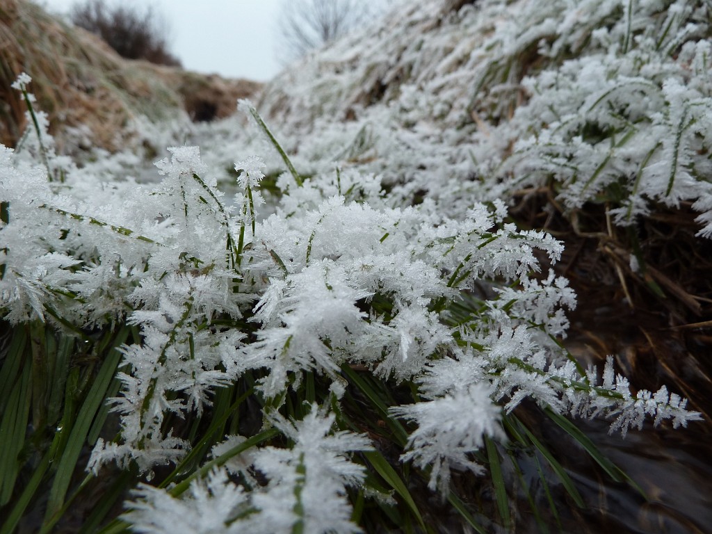 P1020531.JPG - Hoar frost on water plants