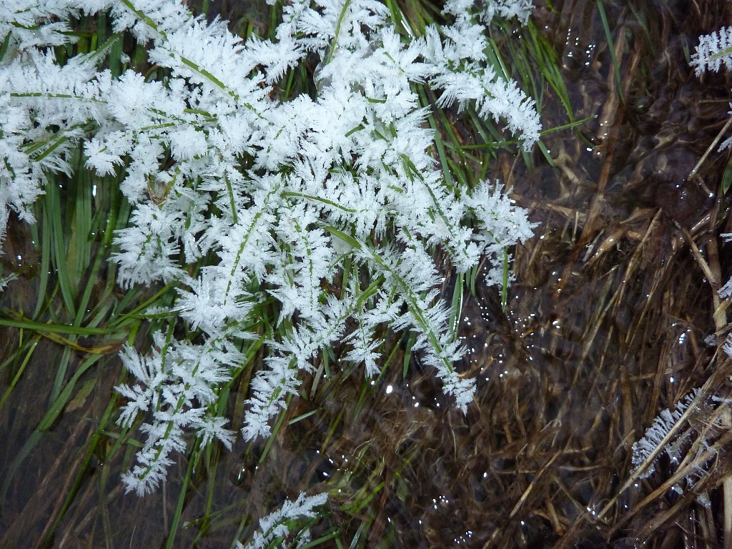 P1020532.JPG - Hoar frost on water plants