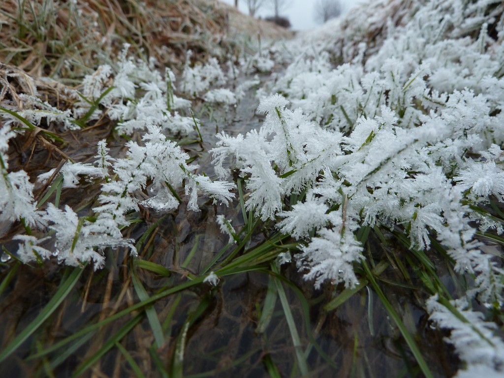 P1020536.JPG - Hoar frost on water plants