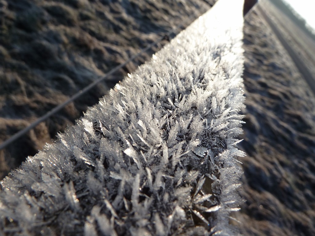 P1020603.JPG - Hoar frost