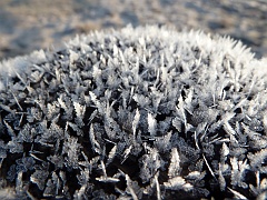 Hoar frost