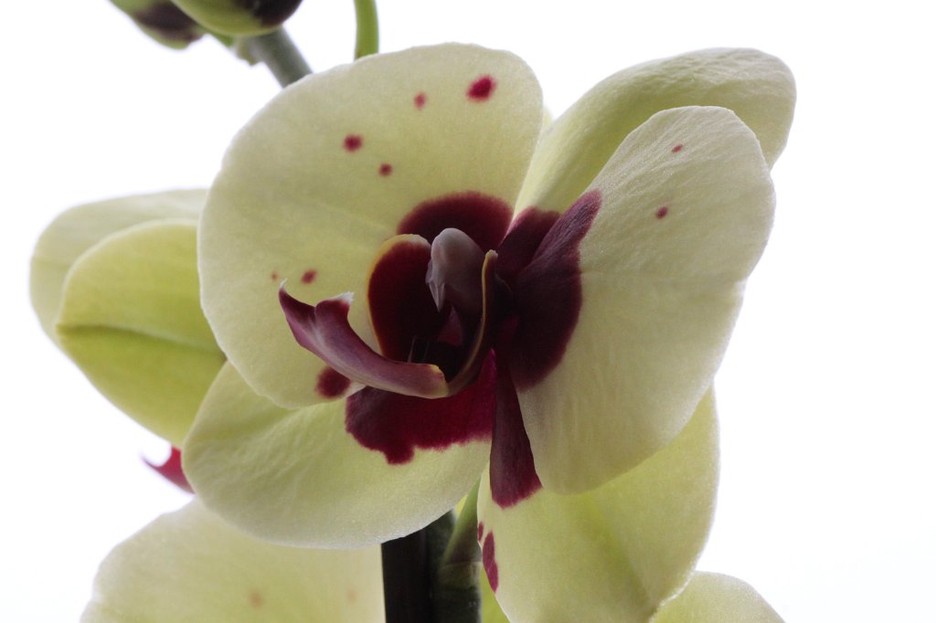 IMG_0256.JPG - Orchid