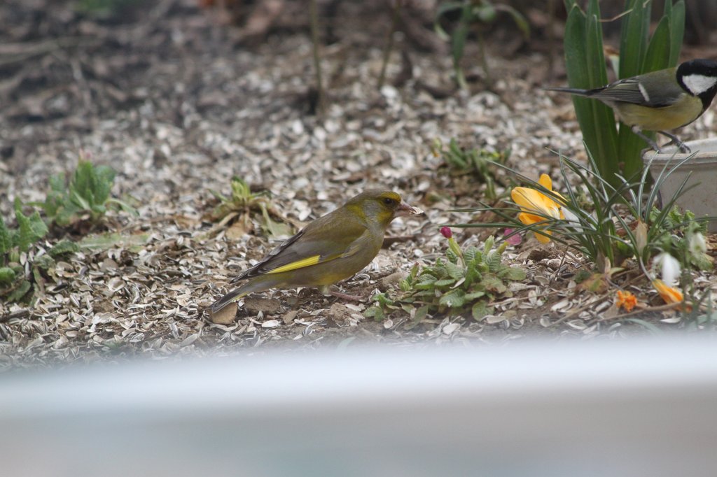 IMG_0284.JPG - Vogel