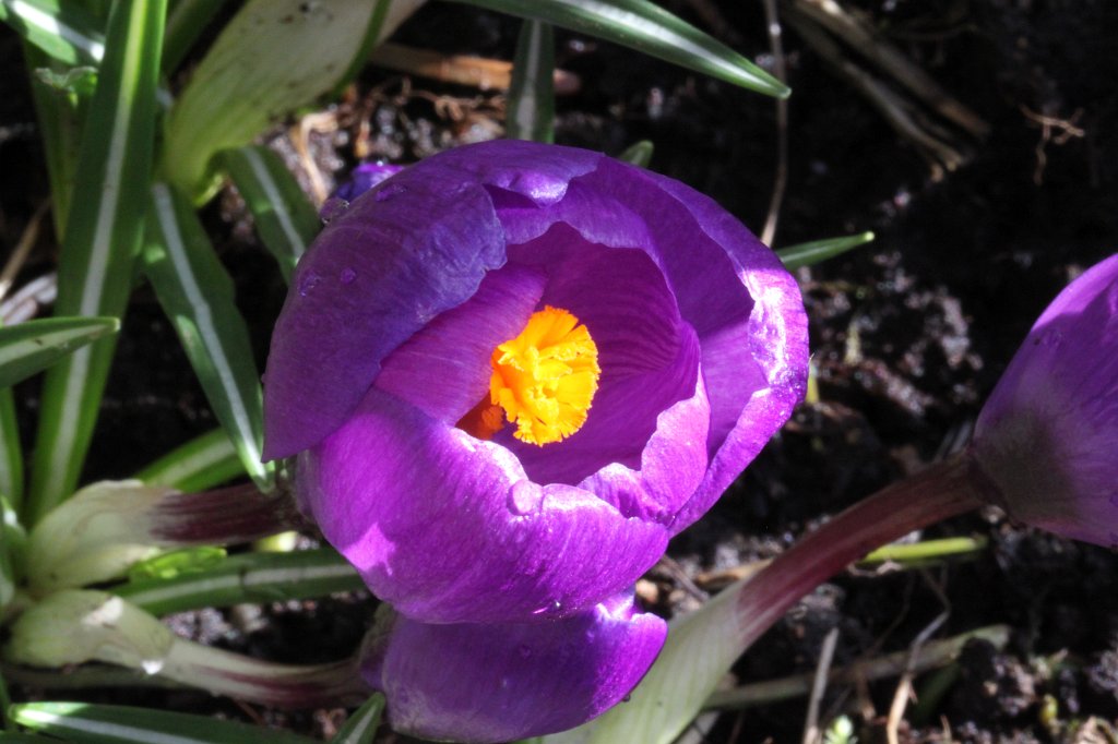 IMG_0286.JPG - Blooming Crocus