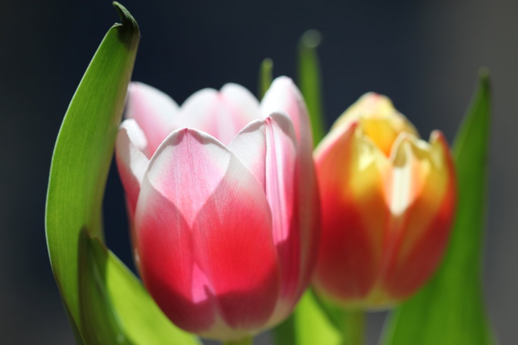 IMG_0401.JPG - Tulips