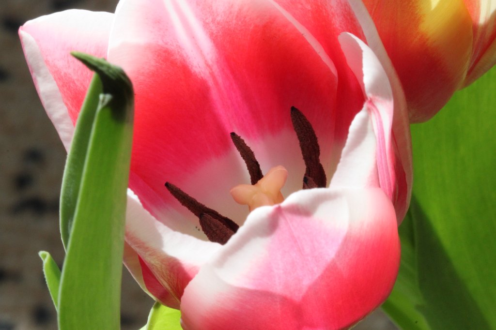 IMG_0407.JPG - Tulips