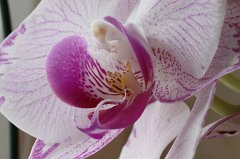 Orchid