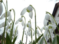Galanthus