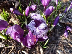 Crocus