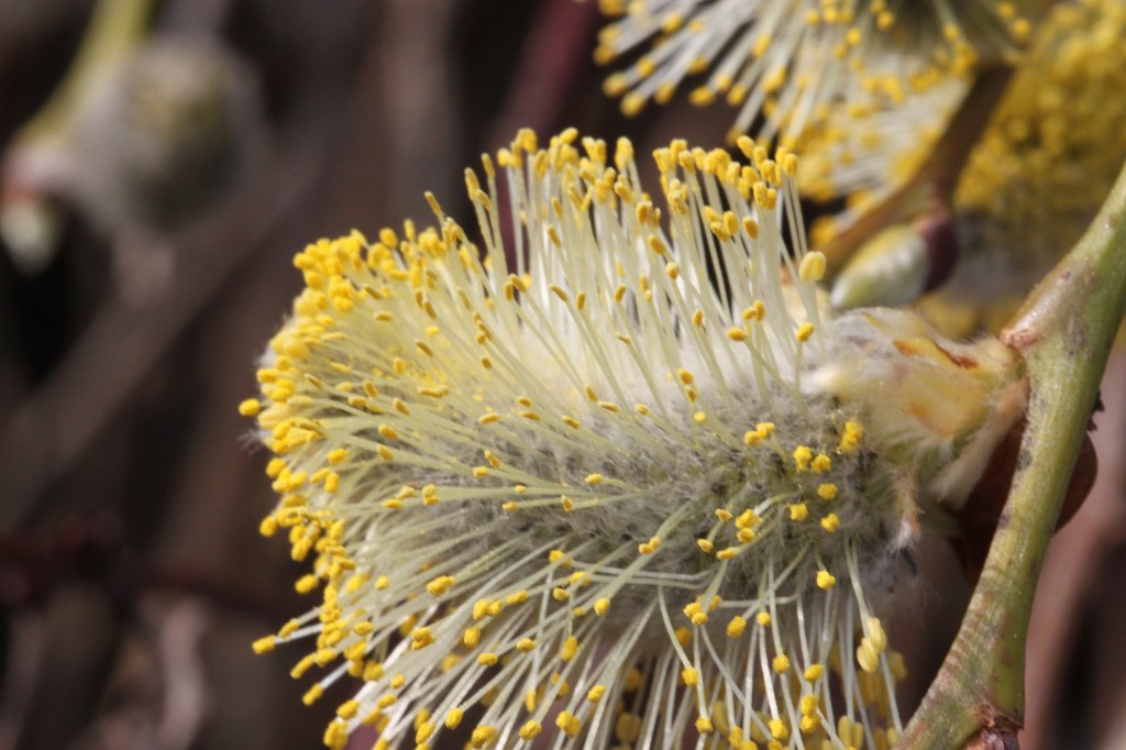 IMG_0477.JPG - Willow  http://en.wikipedia.org/wiki/Willow  catkin  http://en.wikipedia.org/wiki/Catkin 