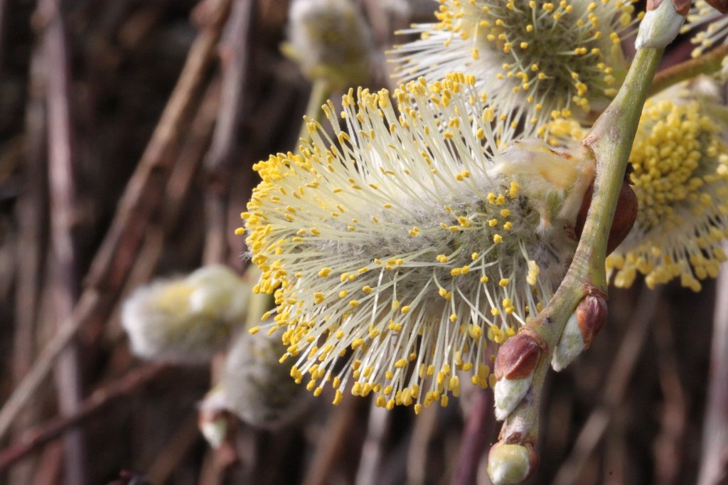 IMG_0480.JPG - Willow  http://en.wikipedia.org/wiki/Willow  catkin  http://en.wikipedia.org/wiki/Catkin 