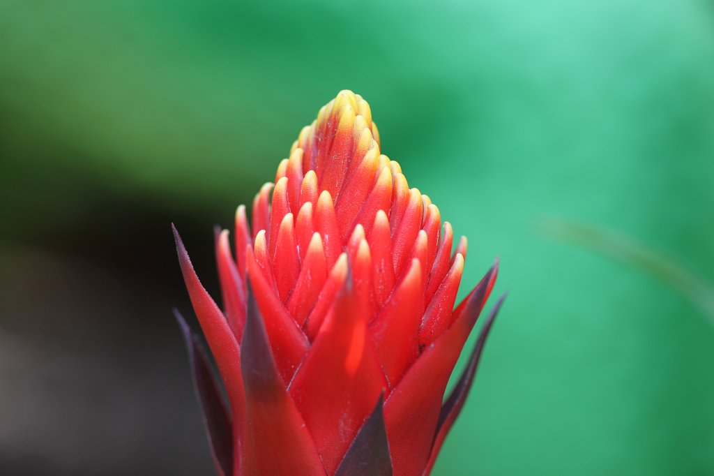 IMG_0526.JPG - Blooming in the Nordwestzentrum  http://de.wikipedia.org/wiki/Nordwestzentrum 