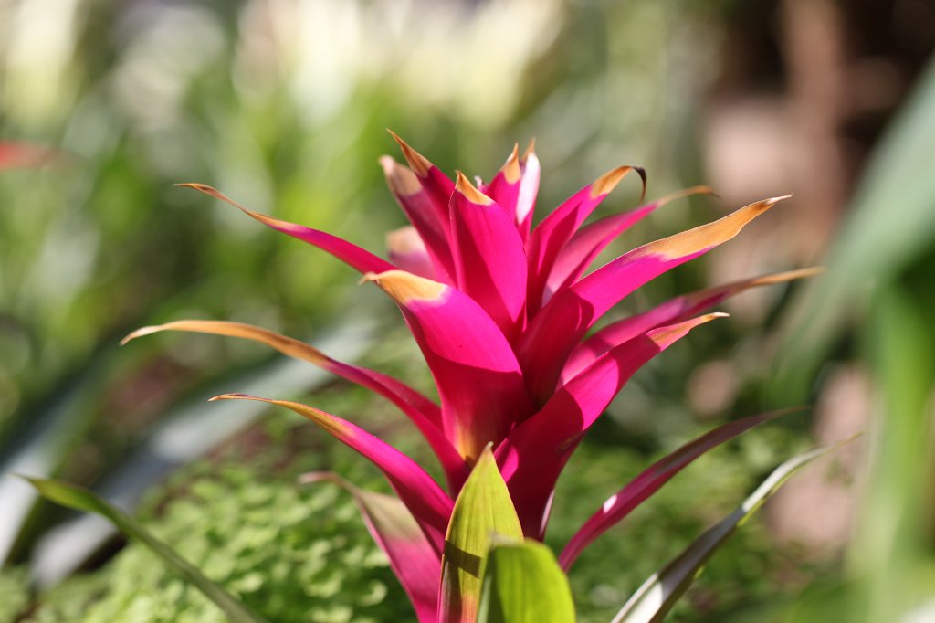 IMG_0530.JPG - Blooming in the Nordwestzentrum  http://de.wikipedia.org/wiki/Nordwestzentrum 