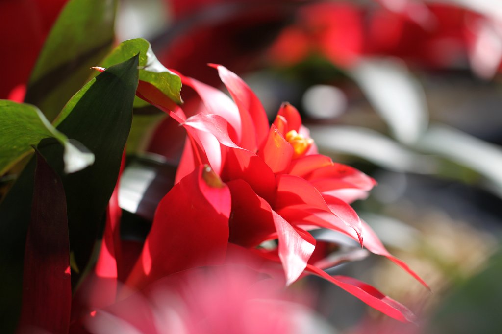 IMG_0534.JPG - Blooming in the Nordwestzentrum  http://de.wikipedia.org/wiki/Nordwestzentrum 