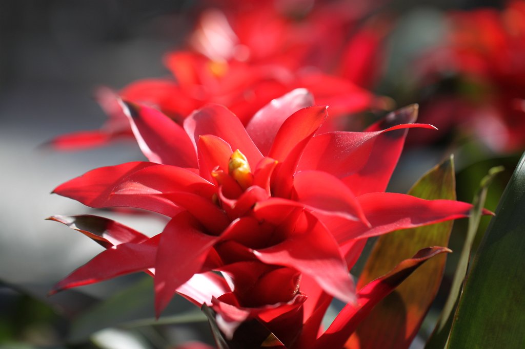 IMG_0535.JPG - Blooming in the Nordwestzentrum  http://de.wikipedia.org/wiki/Nordwestzentrum 