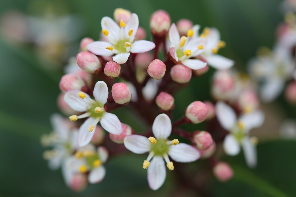 IMG_0697.JPG - Blooming