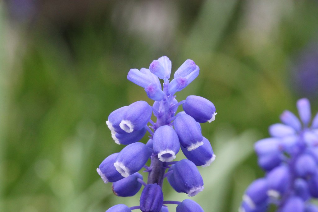 IMG_0717.JPG - Blooming