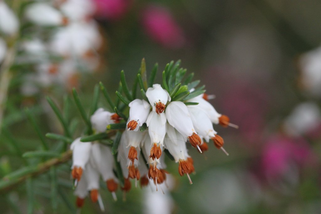 IMG_0722.JPG - Erica