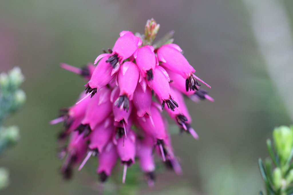 IMG_0724.JPG - Erica