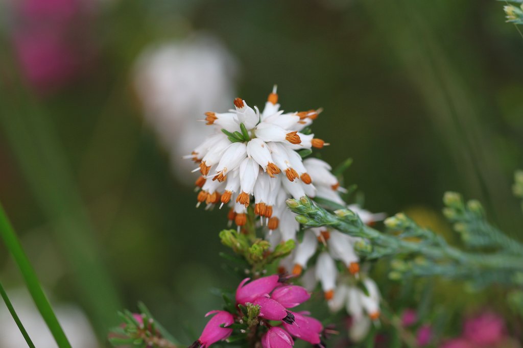 IMG_0725.JPG - Erica