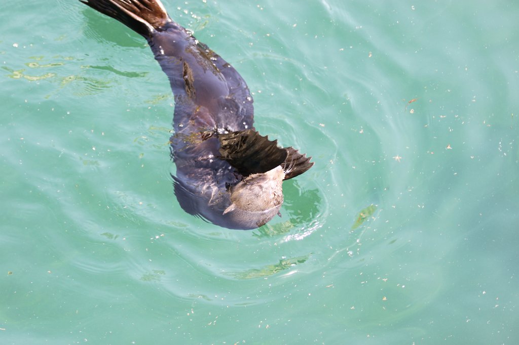 IMG_0741.JPG - Pinniped  http://en.wikipedia.org/wiki/Pinniped 